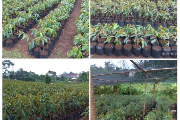 Agribisnis